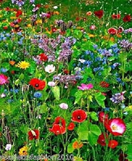 Wildflower Seeds