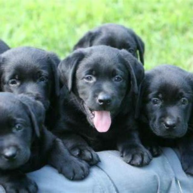 First Dog Fund