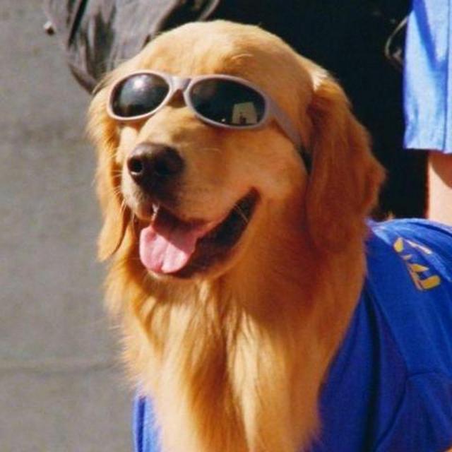 Found a dog that can talk - he asked for $25