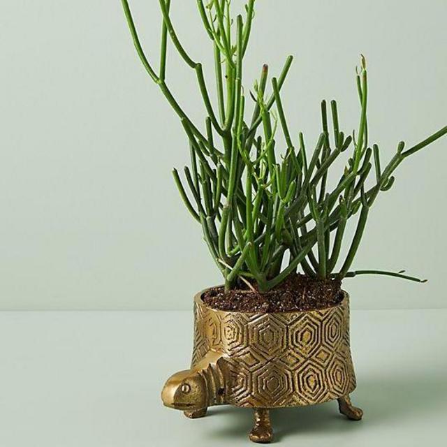 Turtle Planter