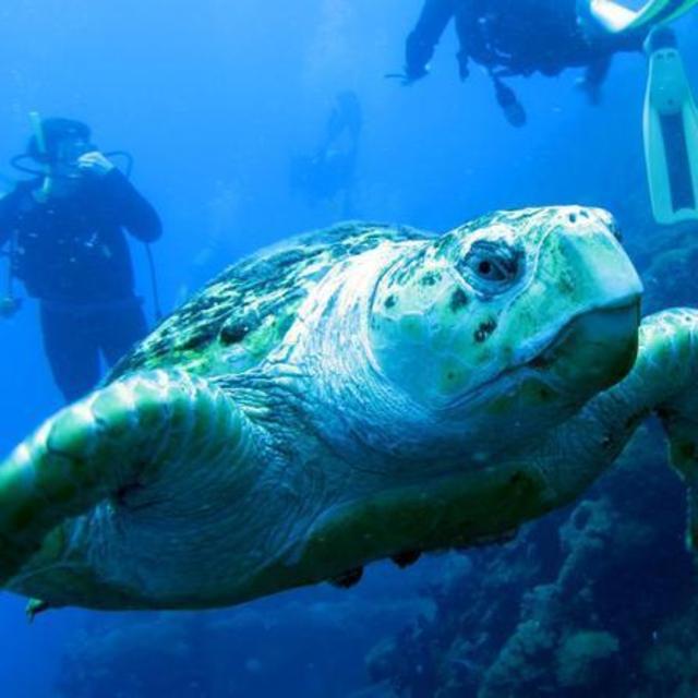 Australia - Scuba Diving