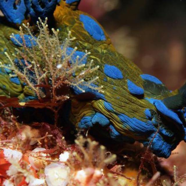 New Zealand - Scuba Diving