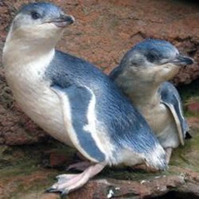 New Zealand Penguin Adventure!