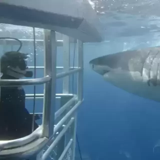 Adrenaline Adventures in Australia