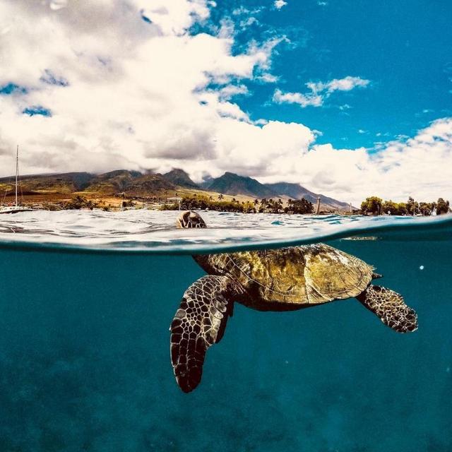 Snorkeling with Turtles in Maui