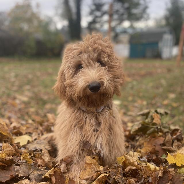 Our Puppy Fund
