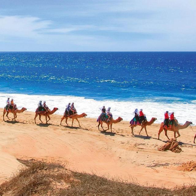 Cabo Camel Rides