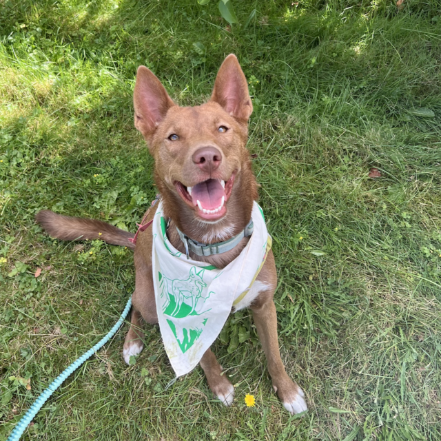 Grizzly Sitter for our Honeymoon