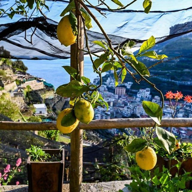 Amalfi Coast Lemon Farm Tour (for 2)