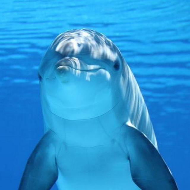 Swimming with Dolphins on our Honeymoon