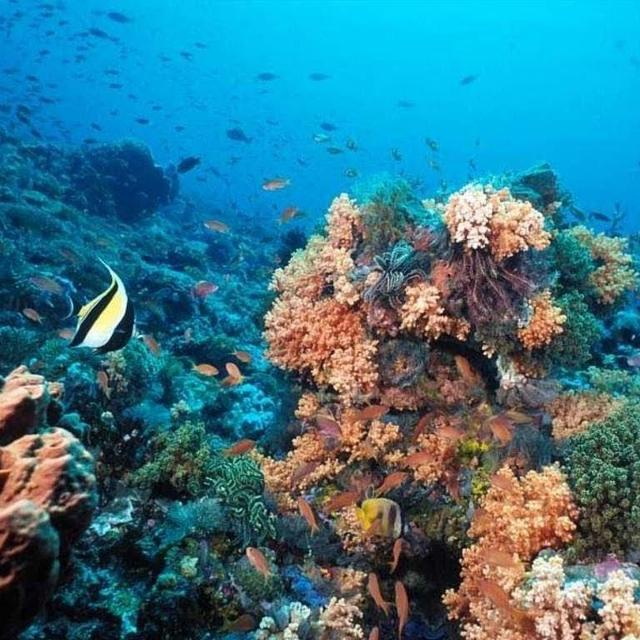 Snorkeling and Dolphin Watching Tour