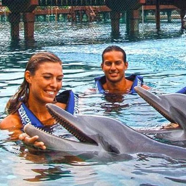 Swim with the Dolphins
