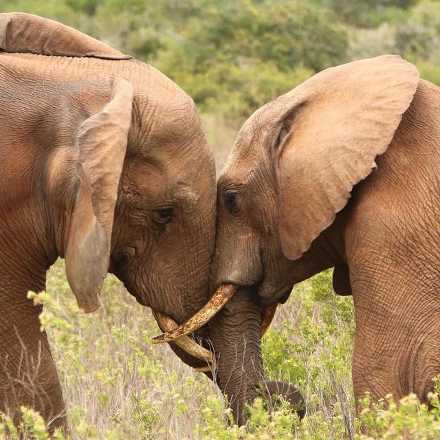 Honeymoon Fund - Safari in East Africa