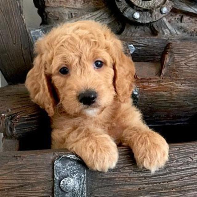 Puppy Fund