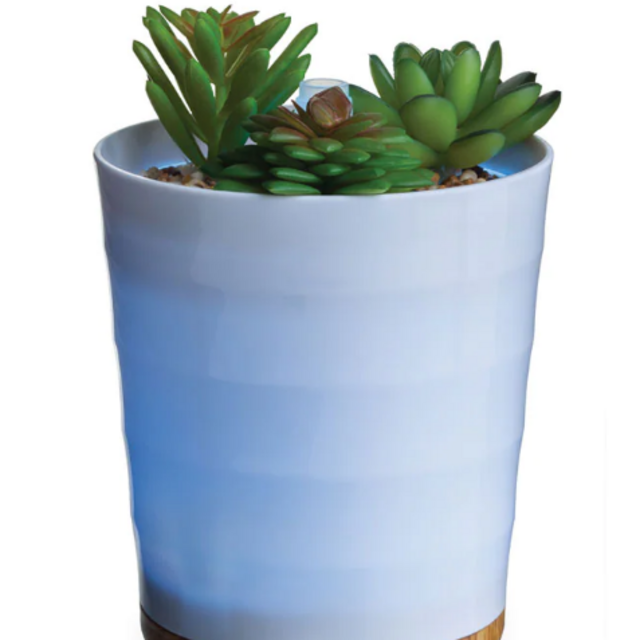 Airomé Potted Succulent Medium Diffuser at Von Maur