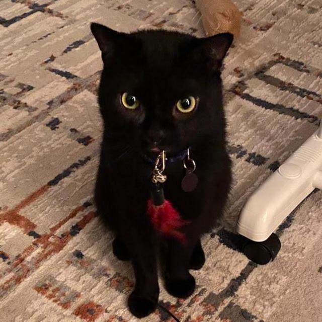 Lowell Humane Society Donation