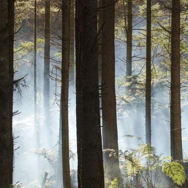 Mountain Biking Excursion in Whakarewarewa Forest