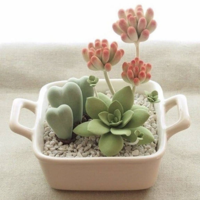 Our Growing Succulent Collection