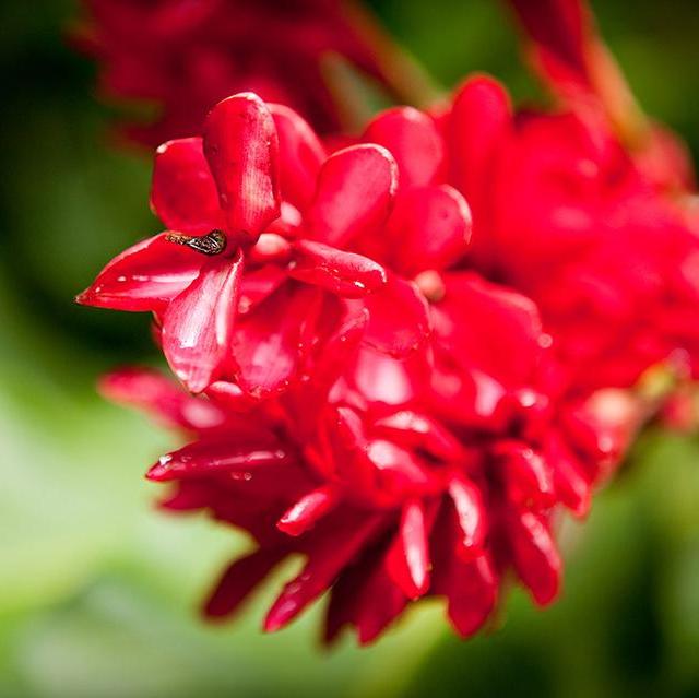 Soufriere Fountain of Youth