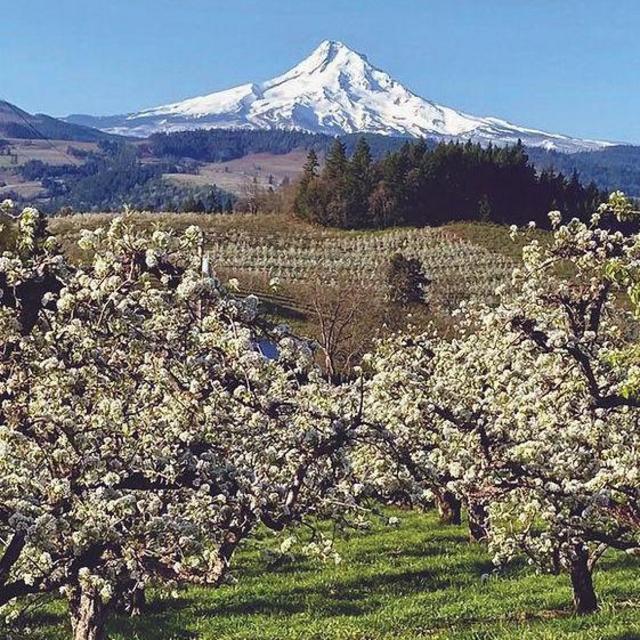 Hood River Fruit Loop Goodies