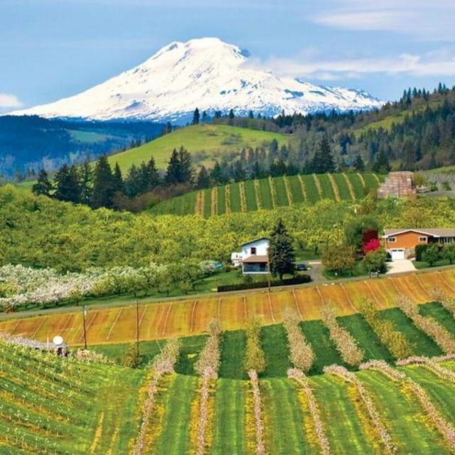 Hood River Wineries