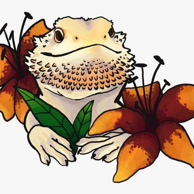 Our Pet Toy Fund for Basil the Bearded Dragon
