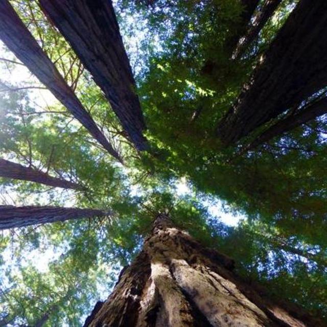 Muir Woods Visit