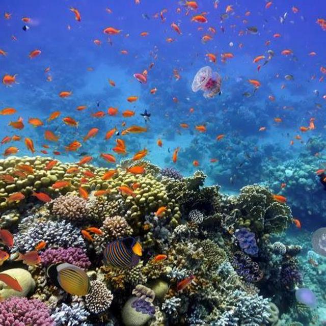 Scuba Dive Coral Reefs in the Red Sea