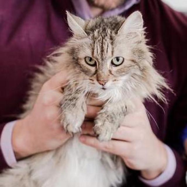 Kitty Sitter