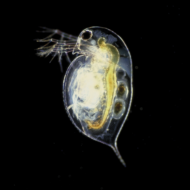 Successful Daphnia Farm Fund