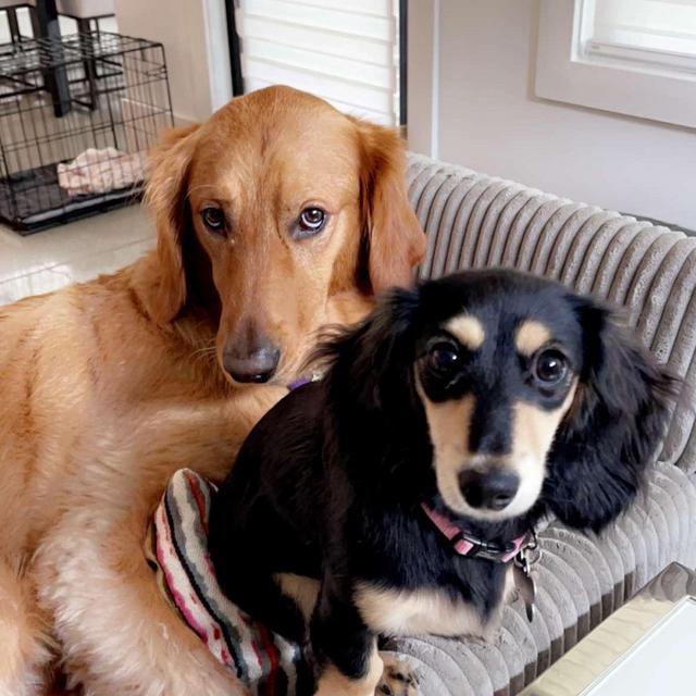 Honeymoon Dog Sitting Fund