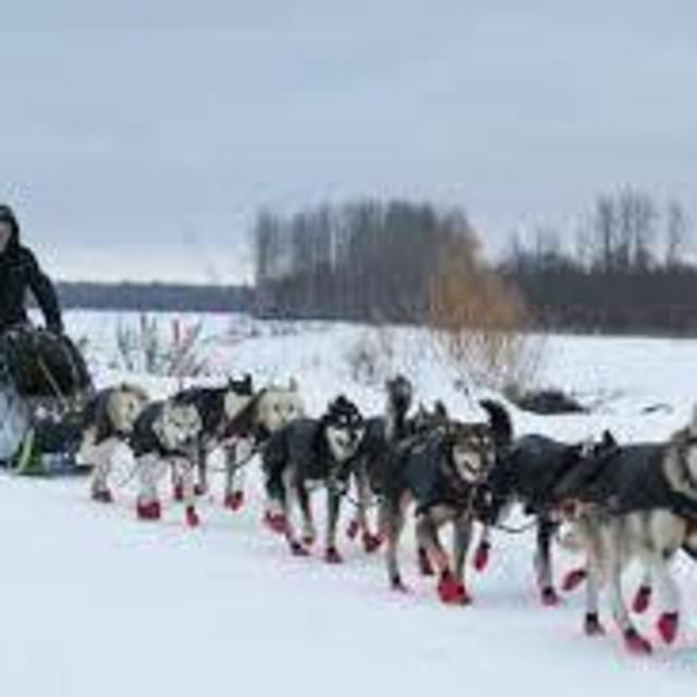 Honeymoon Cruise - Dog Sled Discovery & Musher's Camp Shore Excursion