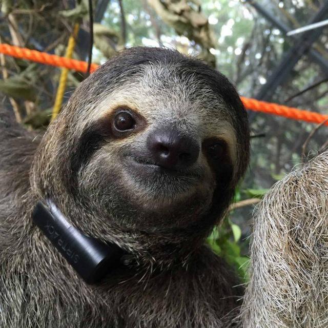 Sloth Walk in Costa Rica