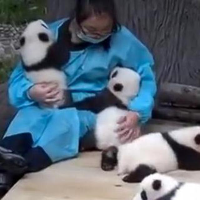 Honeymoon Fund (ideally including pandas)