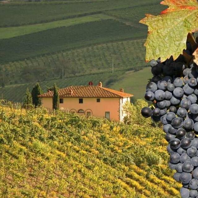 Wine Tasting in Tuscany