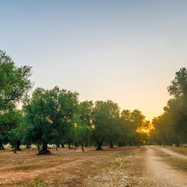 Olive Oil Tasting