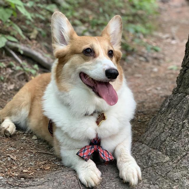 Cooper-sitter for Wedding Weekend and Honeymoon