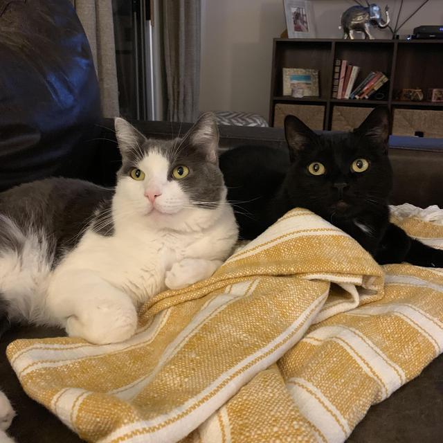 Cat Sitting Fund