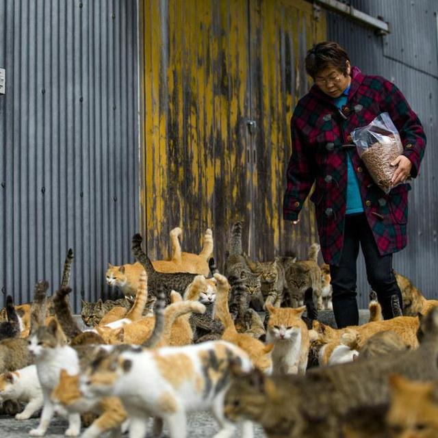 A day at Tashirojima, the cat island!