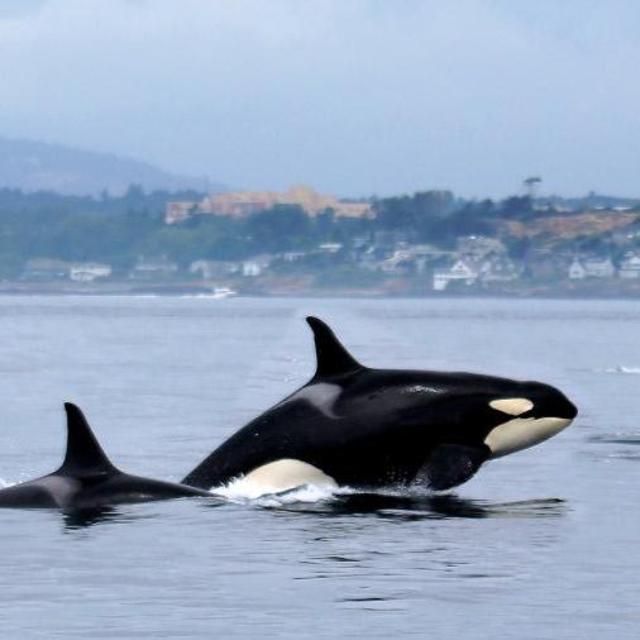 Wild Whales Vancouver
