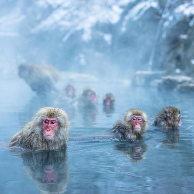 Help Us Visit the Nagoya Monkeys