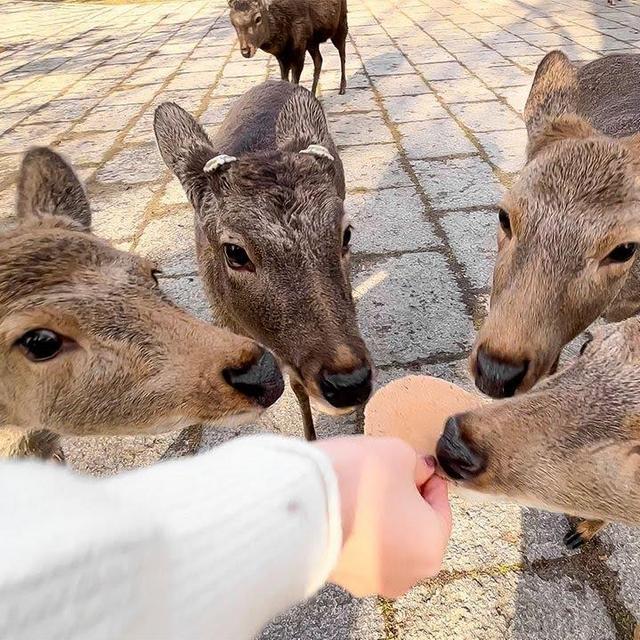 Buy Cookies for the Nara Deer