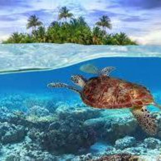Swim with the turtles