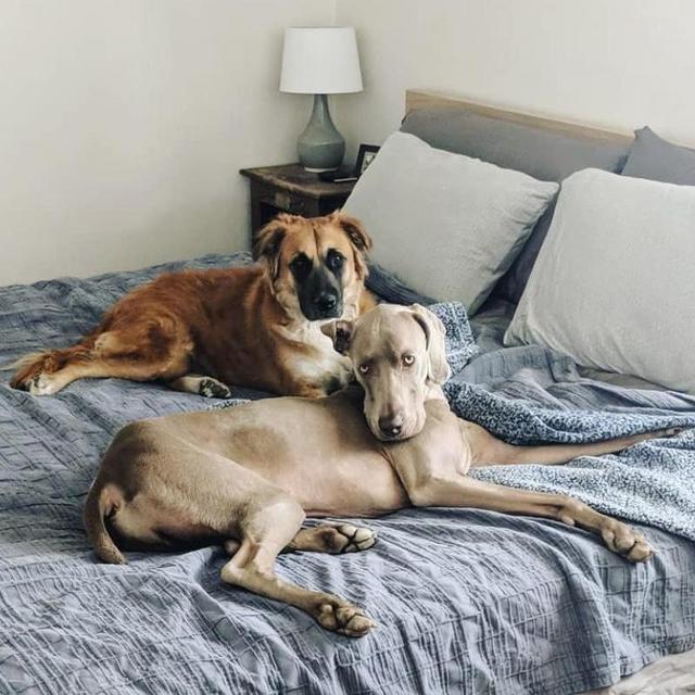 Wedding Week Dog Boarding