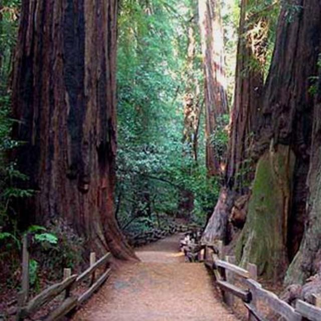 Sausalito & Muir Woods (San Francisco)