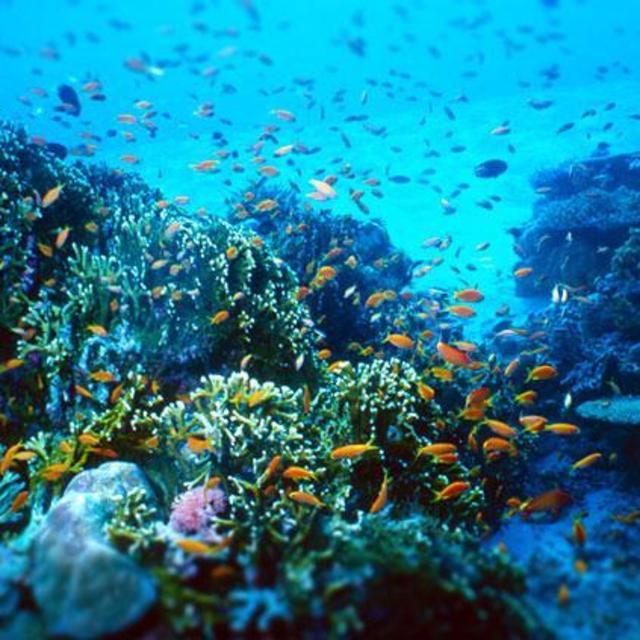 Snorkeling Excursion