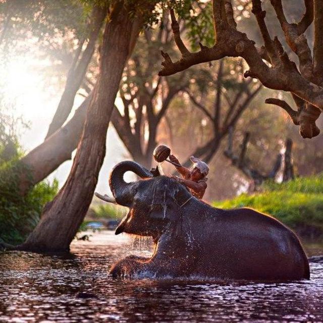 Baan Chang Elephant Park Experience