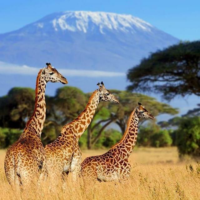 Timbavati Safari Game Drives