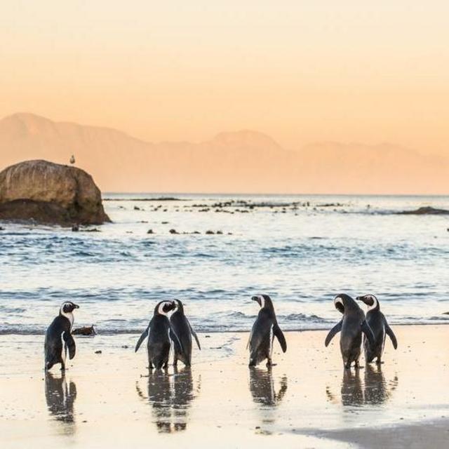 Private Tour of the Boulder's Beach penguins