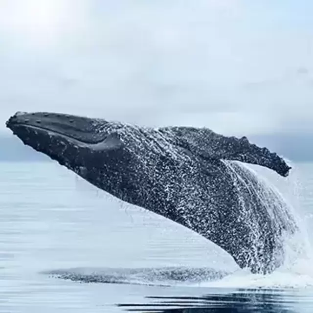 Whale Watching Tour
